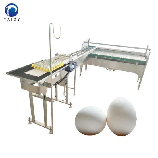 Máquina de classificação de ovos Classificadora de ovos Equipamento para aves Máquina de classificação de ovos